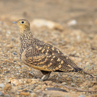 Chestnut-bellied Sandgrouse